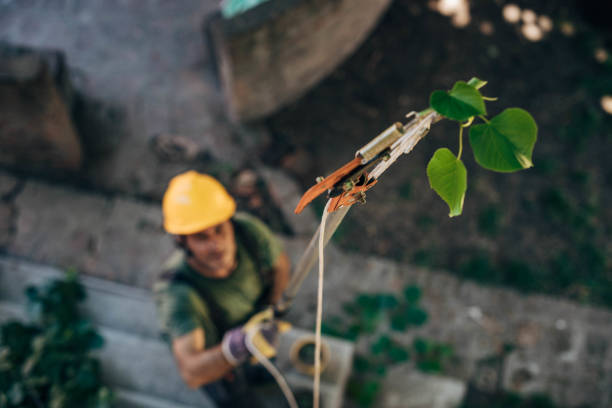 Best Root Management and Removal  in Madison, FL